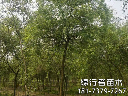 柳樹(shù) (3)