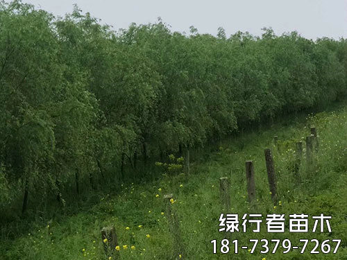 柳樹(shù) (4)