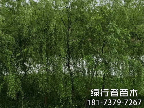 柳樹(shù) (5)