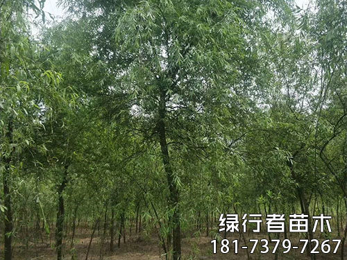 柳樹(shù) (6)