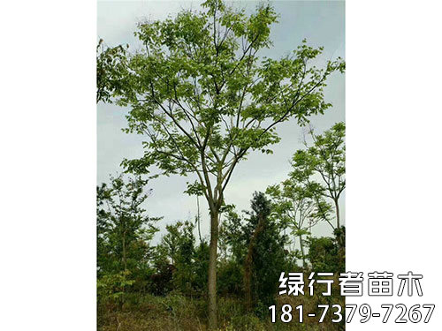 欒樹(shù) (1)