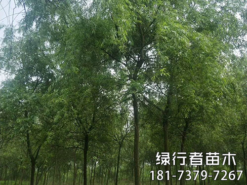 柳樹(shù) (1)
