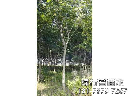 欒樹(shù) (2)
