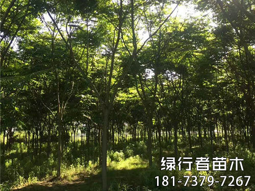 欒樹(shù) (3)