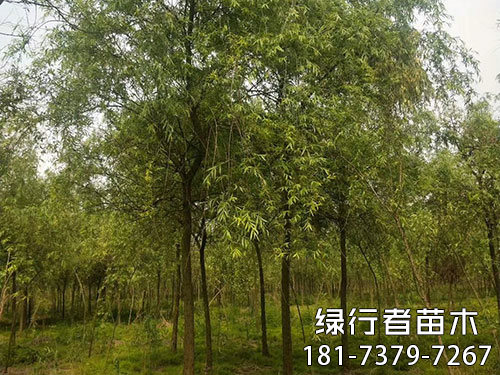 柳樹(shù) (2)