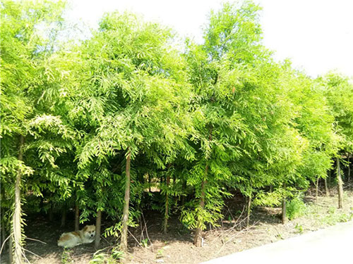南縣綠行者苗木種植有限公司詳細(xì)介紹