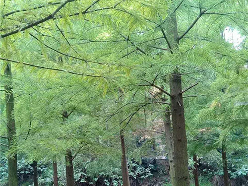 池杉銷售 池杉銷售