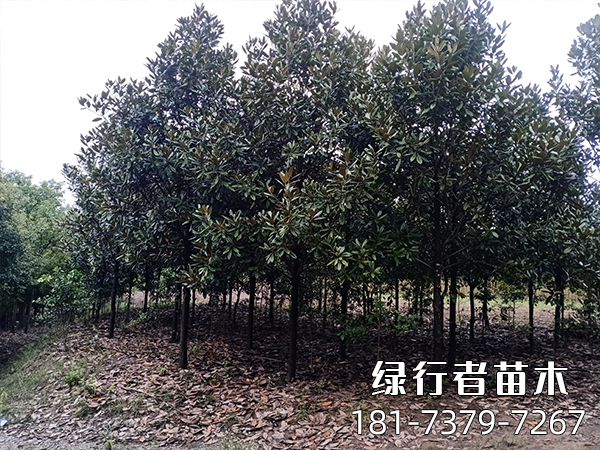 廣玉蘭 (1)