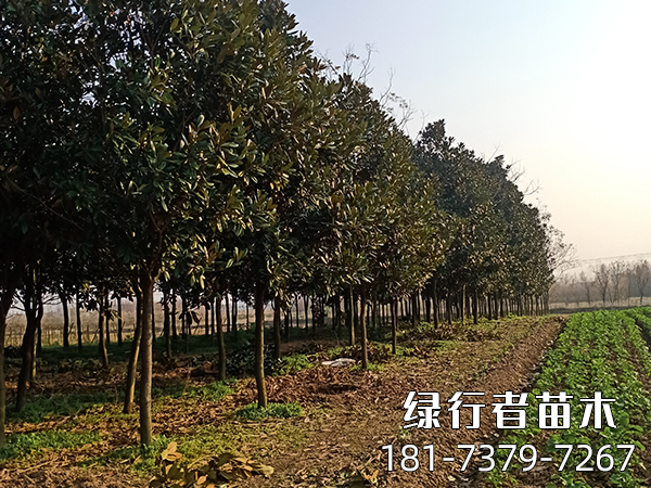 廣玉蘭 (4)