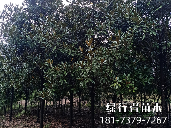 廣玉蘭 (2)