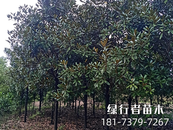 廣玉蘭 (7)