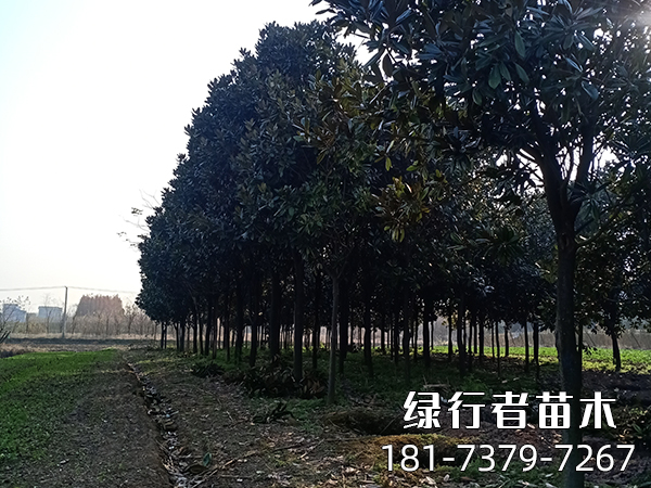 廣玉蘭 (5)