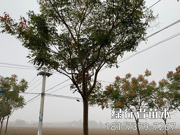 欒樹(shù) (4)