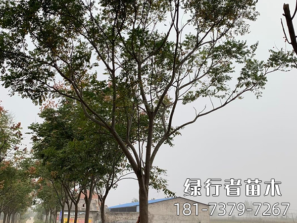 欒樹(shù) (5)