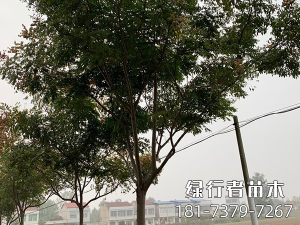 欒樹(shù) (6)