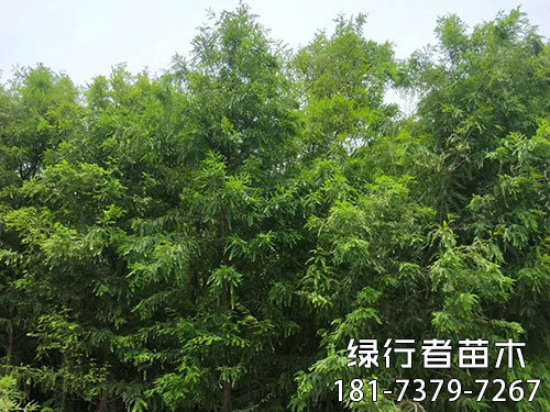 南縣綠行者苗木種植有限公司,湖南苗木種植銷售,湖南水杉種植銷售,湖南池衫種植銷售