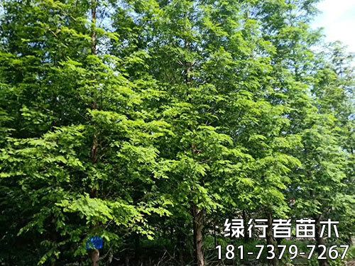 南縣綠行者苗木種植有限公司,湖南苗木種植銷售,湖南水杉種植銷售,湖南池衫種植銷售