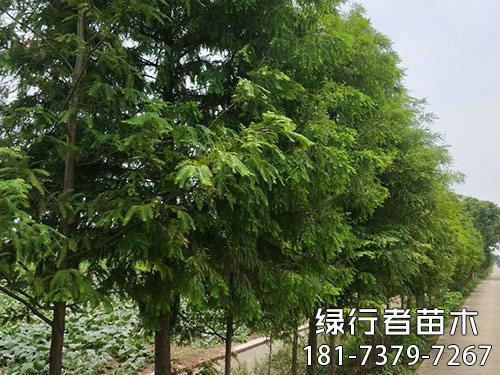 南縣綠行者苗木種植有限公司,湖南苗木種植銷售,湖南水杉種植銷售,湖南池衫種植銷售