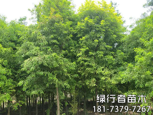 南縣綠行者苗木種植有限公司,湖南苗木種植銷售,湖南水杉種植銷售,湖南池衫種植銷售