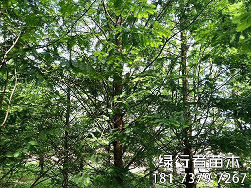 南縣綠行者苗木種植有限公司,湖南苗木種植銷售,湖南水杉種植銷售,湖南池衫種植銷售