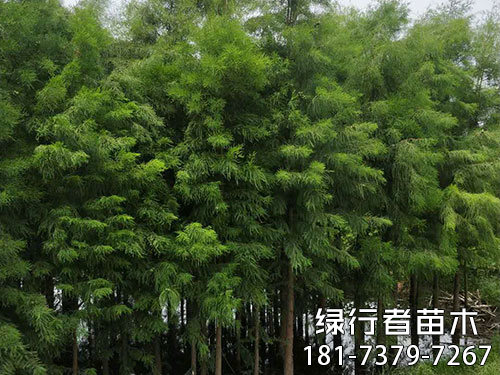 南縣綠行者苗木種植有限公司,湖南苗木種植銷售,湖南水杉種植銷售,湖南池衫種植銷售