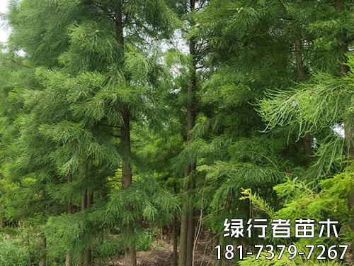 南縣綠行者苗木種植有限公司,湖南苗木種植銷售,湖南水杉種植銷售,湖南池衫種植銷售