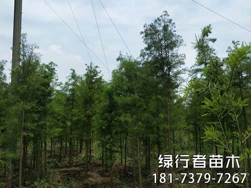 南縣綠行者苗木種植有限公司,湖南苗木種植銷售,湖南水杉種植銷售,湖南池衫種植銷售