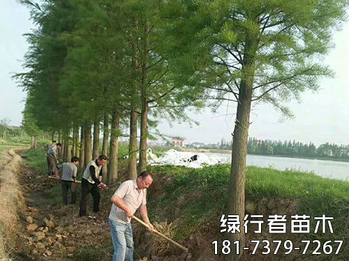 南縣綠行者苗木種植有限公司,湖南苗木種植銷售,湖南水杉種植銷售,湖南池衫種植銷售