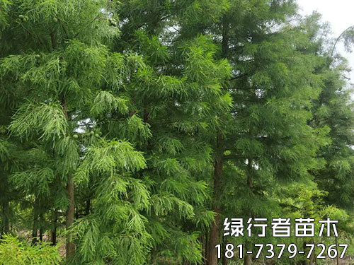 南縣綠行者苗木種植有限公司,湖南苗木種植銷售,湖南水杉種植銷售,湖南池衫種植銷售
