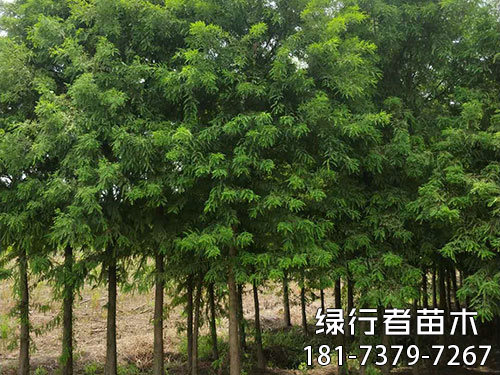 南縣綠行者苗木種植有限公司,湖南苗木種植銷售,湖南水杉種植銷售,湖南池衫種植銷售