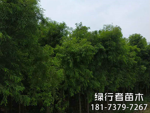 南縣綠行者苗木種植有限公司,湖南苗木種植銷售,湖南水杉種植銷售,湖南池衫種植銷售