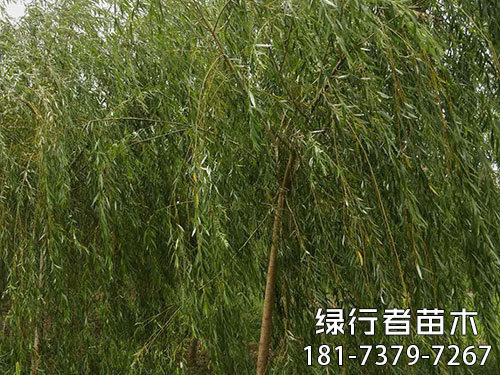 南縣綠行者苗木種植有限公司,湖南苗木種植銷售,湖南水杉種植銷售,湖南池衫種植銷售
