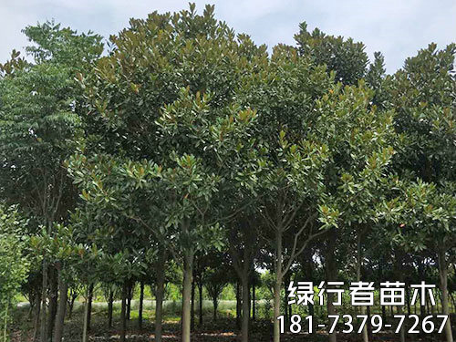 南縣綠行者苗木種植有限公司,湖南苗木種植銷售,湖南水杉種植銷售,湖南池衫種植銷售