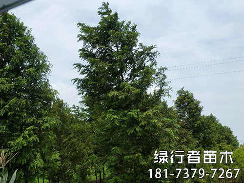 南縣綠行者苗木種植有限公司,湖南苗木種植銷售,湖南水杉種植銷售,湖南池衫種植銷售