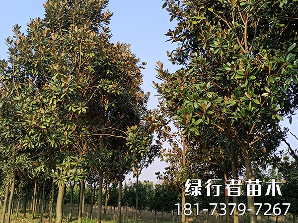 廣玉蘭