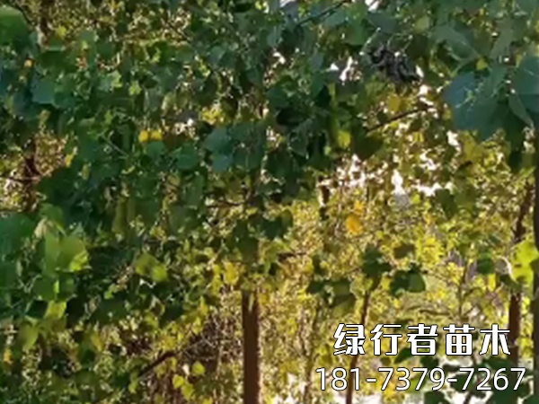 白楊樹(shù)