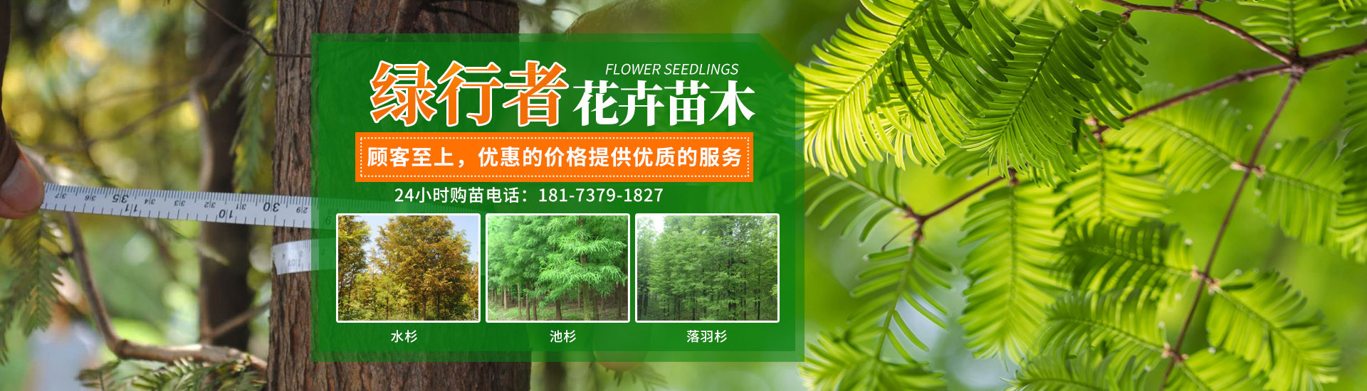 南縣綠行者苗木種植有限公司_湖南苗木種植銷(xiāo)售|湖南水杉種植銷(xiāo)售|湖南池衫種植銷(xiāo)售