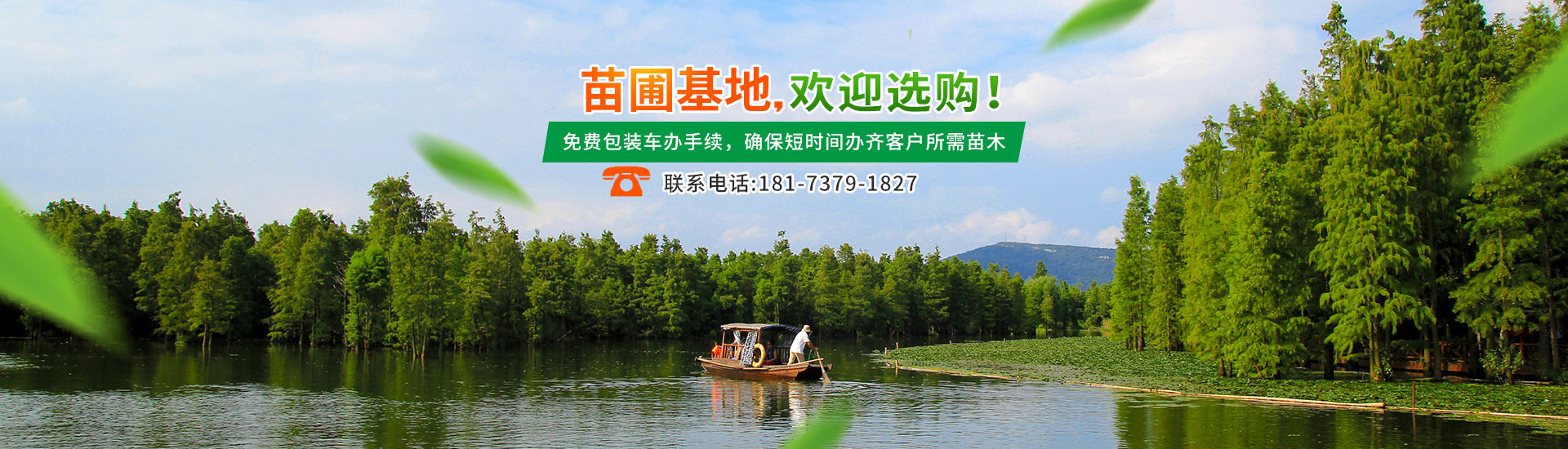 南縣綠行者苗木種植有限公司_湖南苗木種植銷(xiāo)售|湖南水杉種植銷(xiāo)售|湖南池衫種植銷(xiāo)售