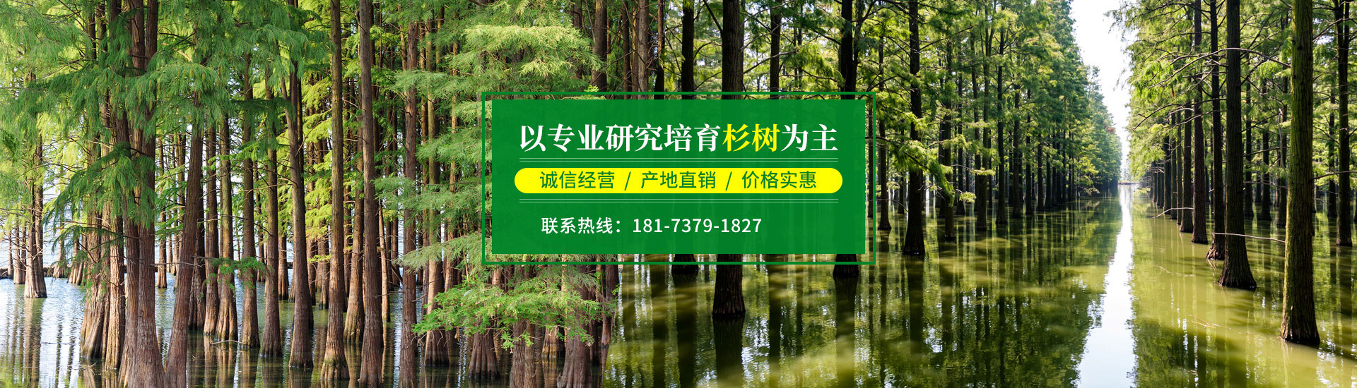 南縣綠行者苗木種植有限公司_湖南苗木種植銷(xiāo)售|湖南水杉種植銷(xiāo)售|湖南池衫種植銷(xiāo)售