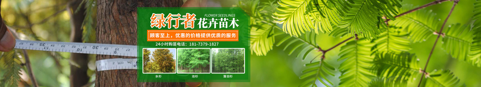 南縣綠行者苗木種植有限公司_湖南苗木種植銷售|湖南水杉種植銷售|湖南池衫種植銷售 南縣綠行者苗木種植有限公司_湖南苗木種植銷售|湖南水杉種植銷售|湖南池衫種植銷售