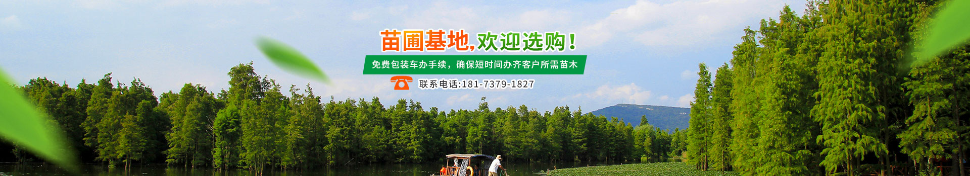 南縣綠行者苗木種植有限公司_湖南苗木種植銷售|湖南水杉種植銷售|湖南池衫種植銷售 南縣綠行者苗木種植有限公司_湖南苗木種植銷售|湖南水杉種植銷售|湖南池衫種植銷售