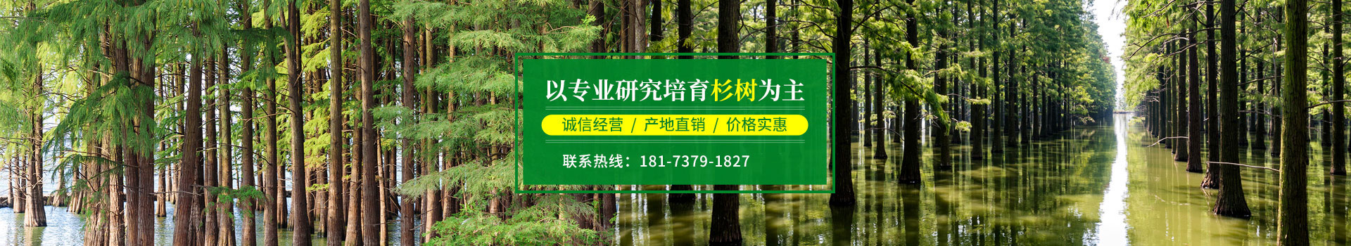 南縣綠行者苗木種植有限公司_湖南苗木種植銷售|湖南水杉種植銷售|湖南池衫種植銷售 南縣綠行者苗木種植有限公司_湖南苗木種植銷售|湖南水杉種植銷售|湖南池衫種植銷售